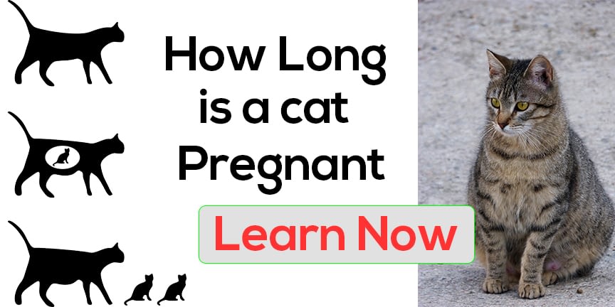 how long is a cat pregnant? Everything you need to know | Cat Helio