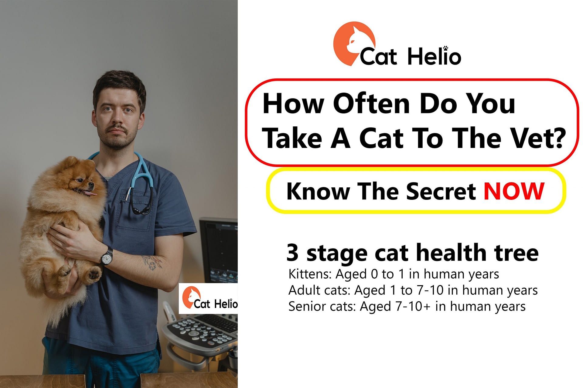 How Often Do You Take A Cat To The Vet? Know the secrete Cat Helio