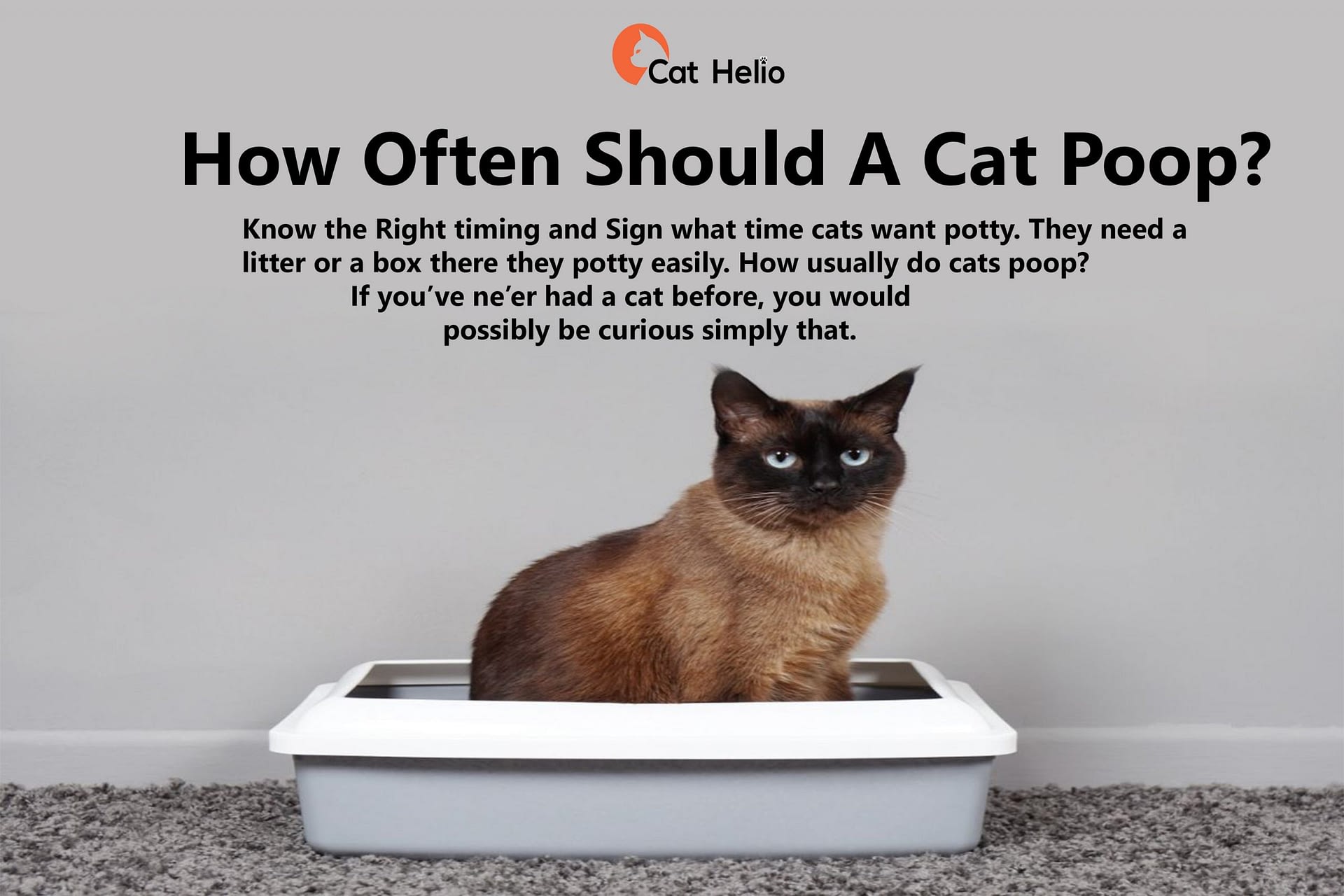 How Much Cat Poop Need To Test Sample