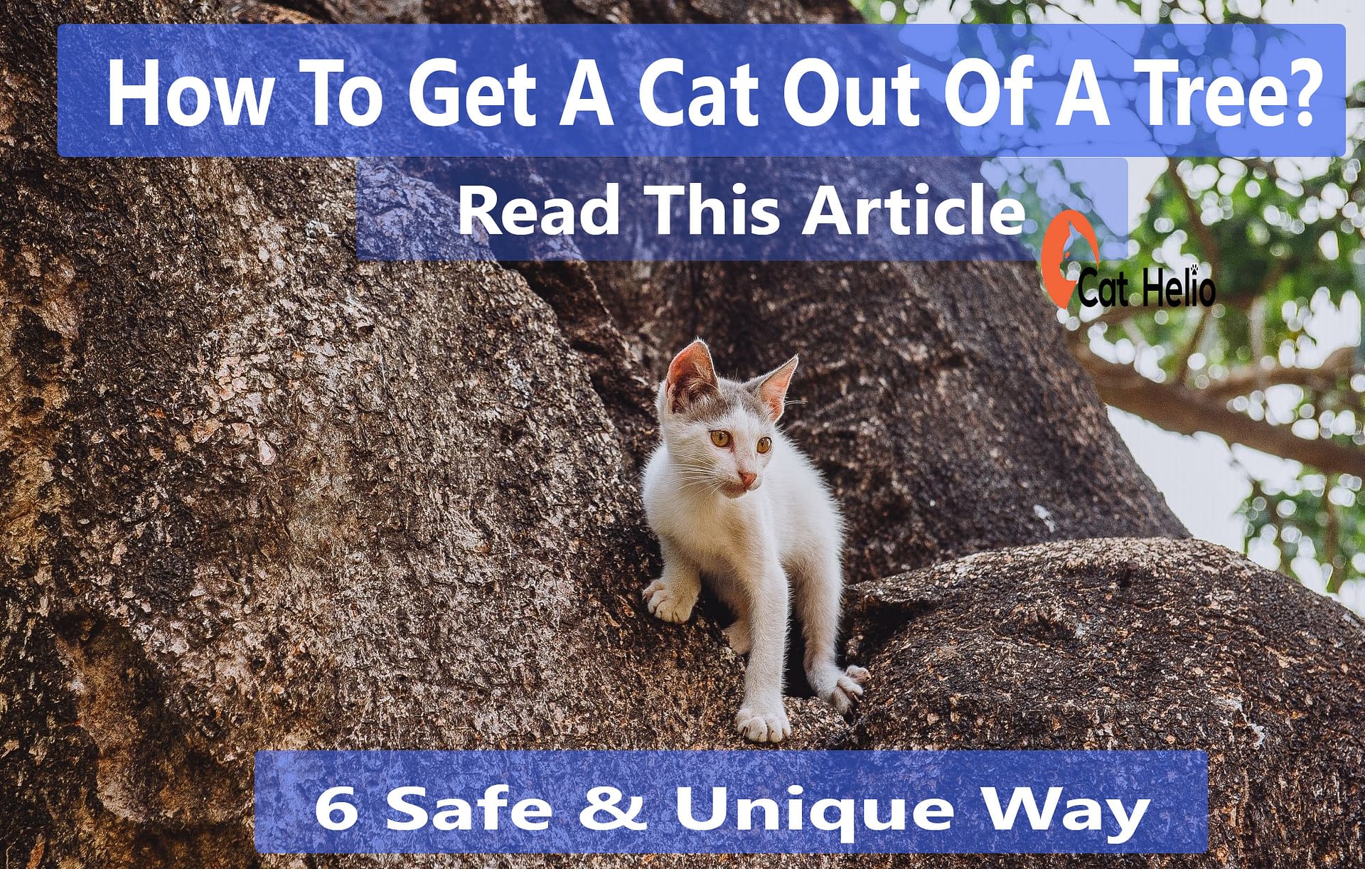 getting a cat out of a tree