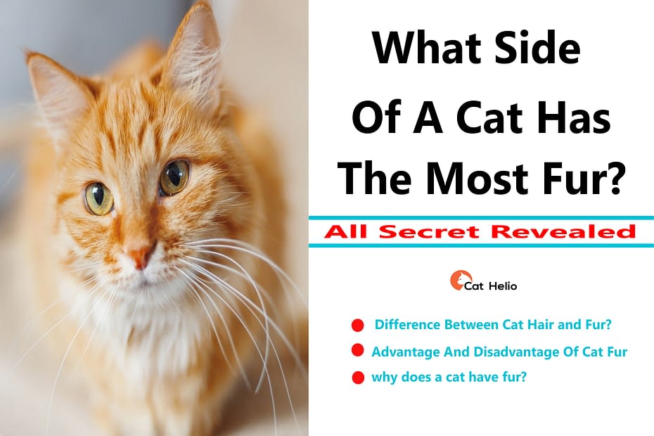 What Side Of A Cat Has The Most Fur Secrets Revealed Cat Helio