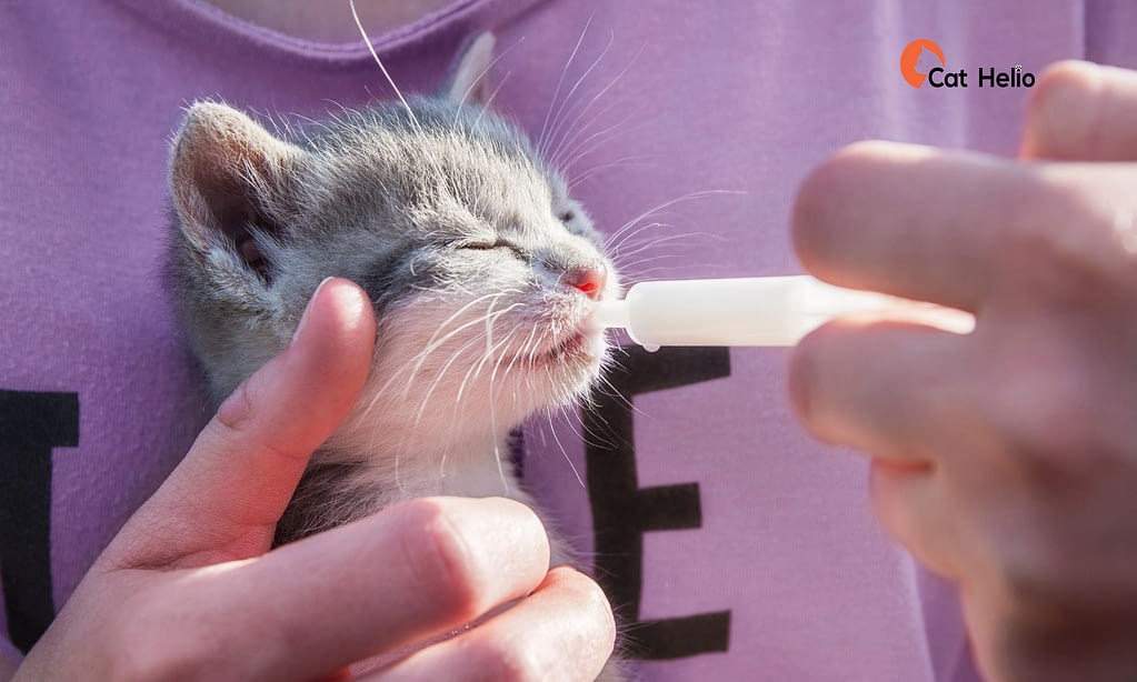 How To Force Feed A Cat Step By Step Guide Cat Helio