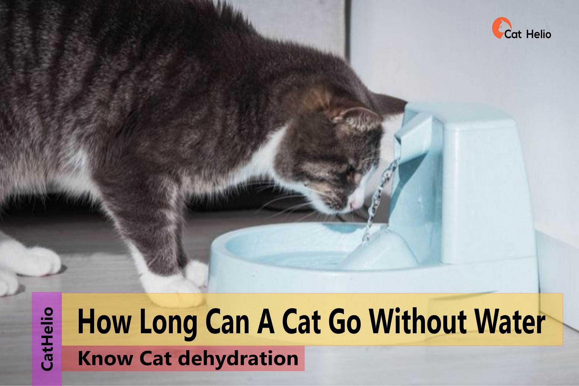 How Long Can A Cat Go Without Water? Know Cat dehydration Cat Helio
