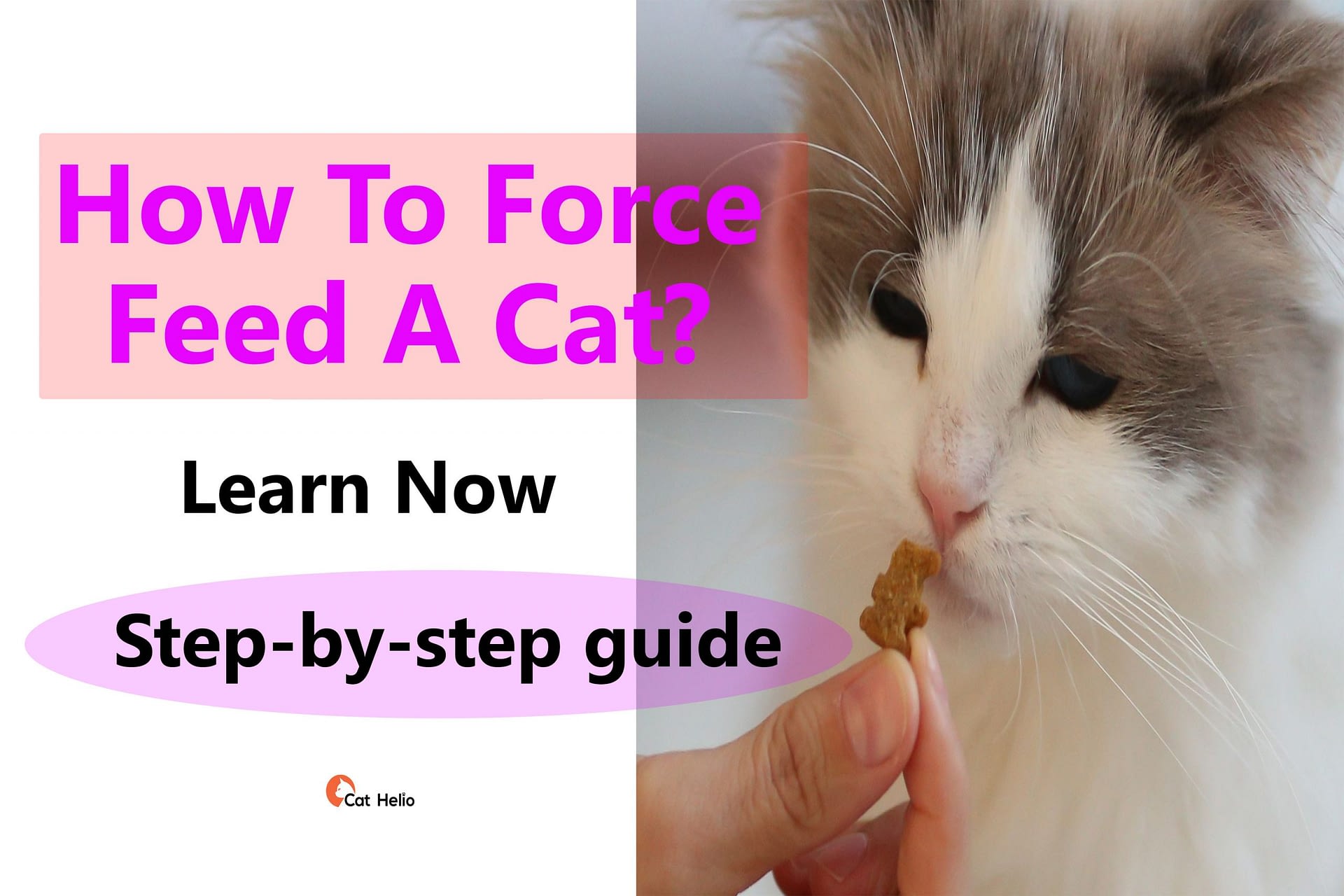How To Force Feed A Cat? Stepbystep guide Cat Helio